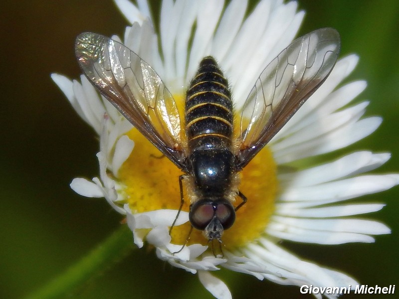 Serie di Bombyliidae del Parco del Ticino